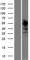 SSBP4 Protein - Western validation with an anti-DDK antibody * L: Control HEK293 lysate R: Over-expression lysate