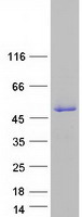 SSBP4 Protein - Purified recombinant protein SSBP4 was analyzed by SDS-PAGE gel and Coomassie Blue Staining