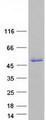 SSBP4 Protein - Purified recombinant protein SSBP4 was analyzed by SDS-PAGE gel and Coomassie Blue Staining