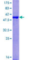 SSC4D / SRCRB4D Protein - 12.5% SDS-PAGE of human SRCRB4D stained with Coomassie Blue