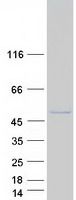 SSDP1 / SSBP3 Protein - Purified recombinant protein SSBP3 was analyzed by SDS-PAGE gel and Coomassie Blue Staining