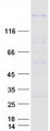 SSFA2 Protein - Purified recombinant protein SSFA2 was analyzed by SDS-PAGE gel and Coomassie Blue Staining