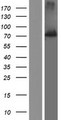 SSH1 Protein - Western validation with an anti-DDK antibody * L: Control HEK293 lysate R: Over-expression lysate