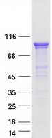 SSH3 Protein - Purified recombinant protein SSH3 was analyzed by SDS-PAGE gel and Coomassie Blue Staining
