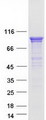 SSH3 Protein - Purified recombinant protein SSH3 was analyzed by SDS-PAGE gel and Coomassie Blue Staining