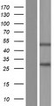 SSPN / Sarcospan Protein - Western validation with an anti-DDK antibody * L: Control HEK293 lysate R: Over-expression lysate