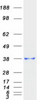 SSR1 Protein - Purified recombinant protein SSR1 was analyzed by SDS-PAGE gel and Coomassie Blue Staining
