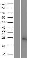 SSR2 Protein - Western validation with an anti-DDK antibody * L: Control HEK293 lysate R: Over-expression lysate