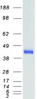 SSTR2 Protein - Purified recombinant protein SSTR2 was analyzed by SDS-PAGE gel and Coomassie Blue Staining