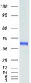 SSTR2 Protein - Purified recombinant protein SSTR2 was analyzed by SDS-PAGE gel and Coomassie Blue Staining