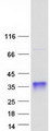 SSU72 Protein - Purified recombinant protein SSU72 was analyzed by SDS-PAGE gel and Coomassie Blue Staining