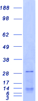 SSX1 Protein - Purified recombinant protein SSX1 was analyzed by SDS-PAGE gel and Coomassie Blue Staining