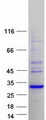 SSX2B Protein - Purified recombinant protein SSX2B was analyzed by SDS-PAGE gel and Coomassie Blue Staining