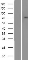 SSX2IP Protein - Western validation with an anti-DDK antibody * L: Control HEK293 lysate R: Over-expression lysate