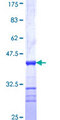 SSX3 Protein - 12.5% SDS-PAGE Stained with Coomassie Blue.