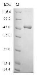 SSX4 Protein - (Tris-Glycine gel) Discontinuous SDS-PAGE (reduced) with 5% enrichment gel and 15% separation gel.