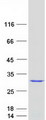 SSX4 Protein - Purified recombinant protein SSX4 was analyzed by SDS-PAGE gel and Coomassie Blue Staining