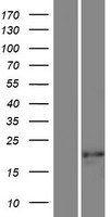SSX7 Protein - Western validation with an anti-DDK antibody * L: Control HEK293 lysate R: Over-expression lysate