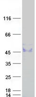 ST3GAL1 Protein - Purified recombinant protein ST3GAL1 was analyzed by SDS-PAGE gel and Coomassie Blue Staining