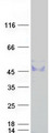 ST3GAL1 Protein - Purified recombinant protein ST3GAL1 was analyzed by SDS-PAGE gel and Coomassie Blue Staining