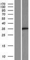 ST3GAL3 / ST3N Protein - Western validation with an anti-DDK antibody * L: Control HEK293 lysate R: Over-expression lysate