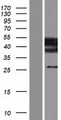 ST3GAL3 / ST3N Protein - Western validation with an anti-DDK antibody * L: Control HEK293 lysate R: Over-expression lysate