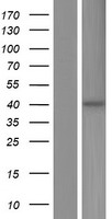 ST3GAL5 / GM3 Synthase Protein - Western validation with an anti-DDK antibody * L: Control HEK293 lysate R: Over-expression lysate
