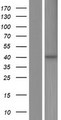 ST3GAL5 / GM3 Synthase Protein - Western validation with an anti-DDK antibody * L: Control HEK293 lysate R: Over-expression lysate
