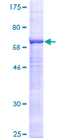 ST3GAL5 / GM3 Synthase Protein - 12.5% SDS-PAGE of human ST3GAL5 stained with Coomassie Blue