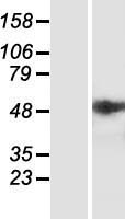 ST6GALNAC2 Protein - Western validation with an anti-DDK antibody * L: Control HEK293 lysate R: Over-expression lysate