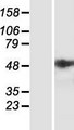 ST6GALNAC2 Protein - Western validation with an anti-DDK antibody * L: Control HEK293 lysate R: Over-expression lysate