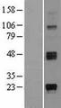 ST8SIA1 Protein - Western validation with an anti-DDK antibody * L: Control HEK293 lysate R: Over-expression lysate