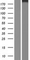 STAB2 / HARE Protein - Western validation with an anti-DDK antibody * L: Control HEK293 lysate R: Over-expression lysate