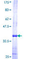 STAB2 / HARE Protein - 12.5% SDS-PAGE Stained with Coomassie Blue