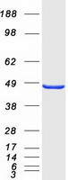 STAC Protein - Purified recombinant protein STAC was analyzed by SDS-PAGE gel and Coomassie Blue Staining