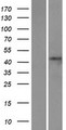 STAC2 Protein - Western validation with an anti-DDK antibody * L: Control HEK293 lysate R: Over-expression lysate