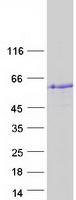 STAC2 Protein - Purified recombinant protein STAC2 was analyzed by SDS-PAGE gel and Coomassie Blue Staining