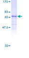 STAC3 Protein - 12.5% SDS-PAGE of human STAC3 stained with Coomassie Blue