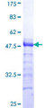 STAG1 / SA1 Protein - 12.5% SDS-PAGE Stained with Coomassie Blue.