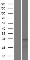 STAG3 Protein - Western validation with an anti-DDK antibody * L: Control HEK293 lysate R: Over-expression lysate