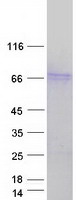 STAM2 Protein - Purified recombinant protein STAM2 was analyzed by SDS-PAGE gel and Coomassie Blue Staining