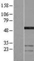 STAMBP / AMSH Protein - Western validation with an anti-DDK antibody * L: Control HEK293 lysate R: Over-expression lysate