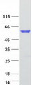 STAMBP / AMSH Protein - Purified recombinant protein STAMBP was analyzed by SDS-PAGE gel and Coomassie Blue Staining