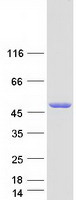 STAMBP / AMSH Protein - Purified recombinant protein STAMBP was analyzed by SDS-PAGE gel and Coomassie Blue Staining