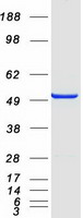 STAMBPL1 Protein - Purified recombinant protein STAMBPL1 was analyzed by SDS-PAGE gel and Coomassie Blue Staining