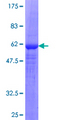 STAP1 / BRDG1 Protein - 12.5% SDS-PAGE of human BRDG1 stained with Coomassie Blue