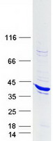 STAP1 / BRDG1 Protein - Purified recombinant protein STAP1 was analyzed by SDS-PAGE gel and Coomassie Blue Staining