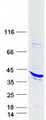 STAP1 / BRDG1 Protein - Purified recombinant protein STAP1 was analyzed by SDS-PAGE gel and Coomassie Blue Staining