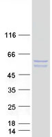 STAP2 Protein - Purified recombinant protein STAP2 was analyzed by SDS-PAGE gel and Coomassie Blue Staining