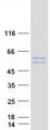 STAP2 Protein - Purified recombinant protein STAP2 was analyzed by SDS-PAGE gel and Coomassie Blue Staining
